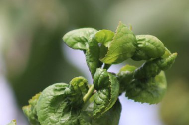 Yaprak biti bulaşmış kiraz yaprakları. Kirazlı yaprak biti. Ağaçta yaprak biti.