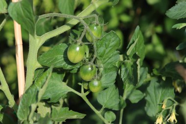 Green unripe tomatoes grow on a bush in the garden. 3-month-old tomato bushes ripen in July in Poland. clipart