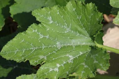 Kabak yapraklarındaki doğal beyaz noktalar. Mantar hastalığının belirtisi olmayan lekeler..