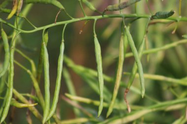 Brüksel lahanası tohumları. Çekirdekle dolu kapsüller, sebze bahçesinde Brüksel lahanasında yetişir..