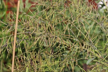 Brüksel lahanası tohumları. Çekirdekle dolu kapsüller, sebze bahçesinde Brüksel lahanasında yetişir..