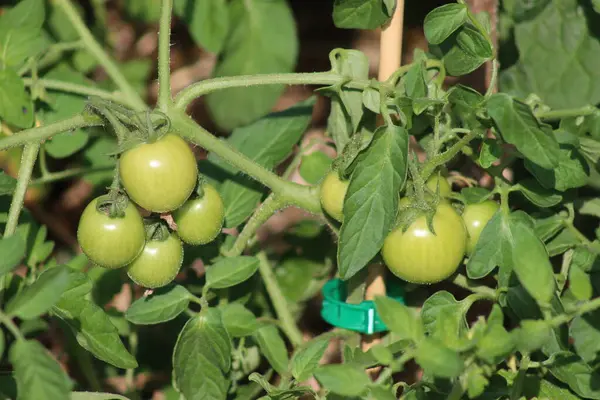 Green unripe tomatoes grow on a bush in the garden. 3-month-old tomato bushes ripen in July in Poland.