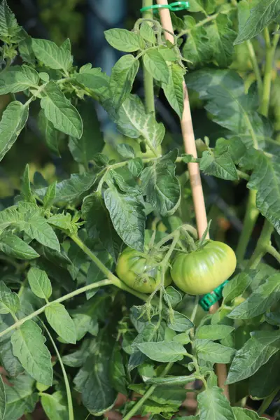 Green unripe tomatoes grow on a bush in the garden. 3-month-old tomato bushes ripen in July in Poland.