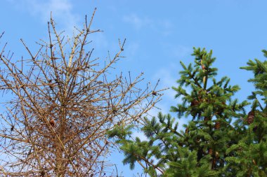 Yaşayan bir ladin yanında ölü bir ladin yetişir.