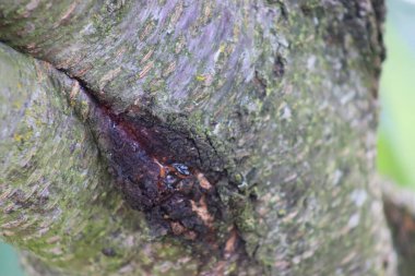 Ağacın kabuğu düşük sıcaklıklar nedeniyle kışın çatlar, ağaçları beyazlatır. Kiraz ağacı.