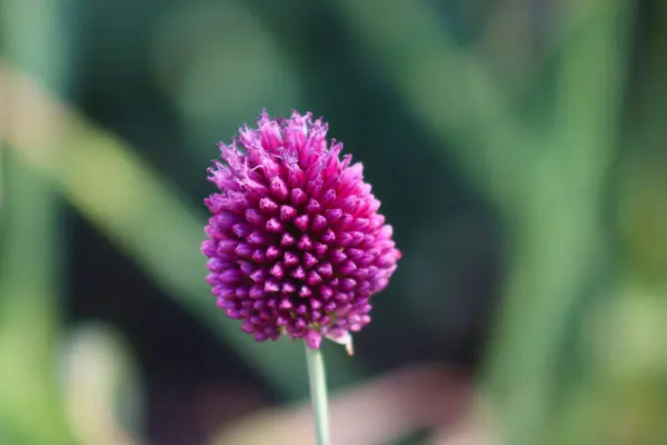 Pink ornamental garlic flower, pollination, bees