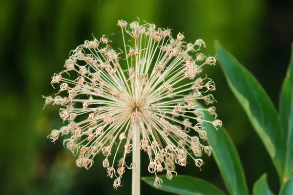 Garlic flower after flowering