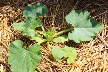 Kabak bir bahçe yatağında yetişir.