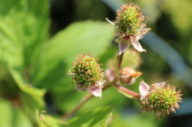Blackberries ripen on a bush in the garden in summer