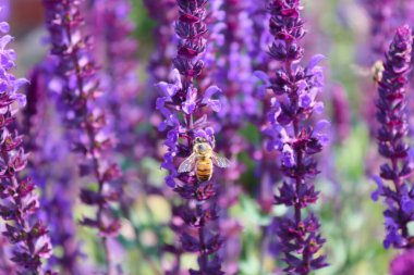 Downy sage in the garden attracts bees