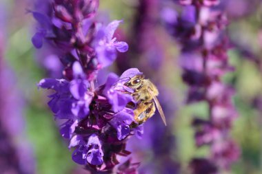 Downy sage in the garden attracts bees