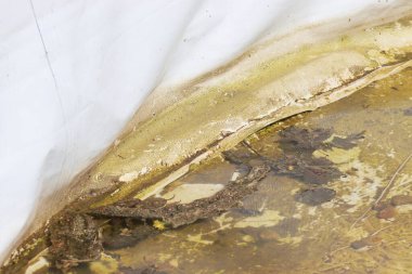 Kirli havuz. Bahçe havuzu kıştan önce temizlenmedi..