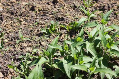 Bahçede bir lamba dekoratif bir yatakta
