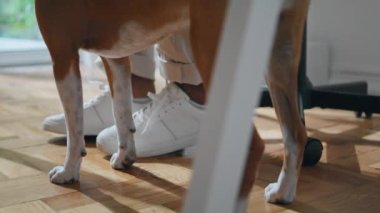 Erkek spor ayakkabısı, masa kapanışı. Beyaz ayakkabılı adamın yanında duran evcil köpek. Modern serbest çalışan ayaklar hafif dairede koltukta oturuyor. Bilinmeyen Afrikalı Amerikalı öğrenci evde vakit geçiriyor.