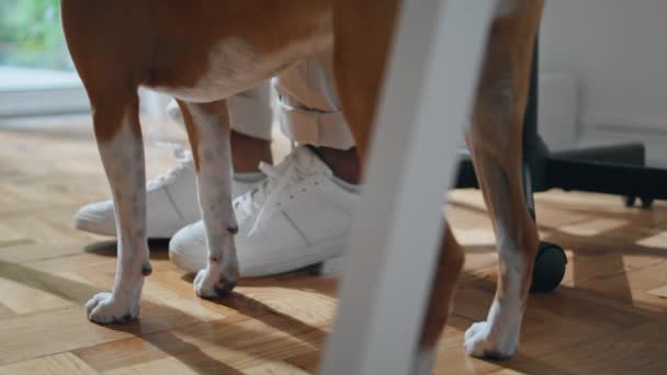 Man Sneakers Arbetar Bord Närbild Hushund Står Nära Vita Skor — Stockvideo