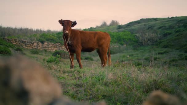 年轻的红头发母牛站在草地上阴郁的一天 纯种的动物 咀嚼着多汁的绿草 可爱的褐色小牛犊独自一个人在空旷的草地上 脖子上缠着绳索吃饭 牛的概念 — 图库视频影像