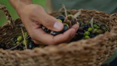 Hasır sepetin içinde zeytin tutan bir adam. Kapıları kapatın. Petrol tarlasında taze bitkilerin kalitesini ölçen tanınmamış bir çiftçi. Bilinmeyen bahçıvan doğada tek başına hasat topluyor.