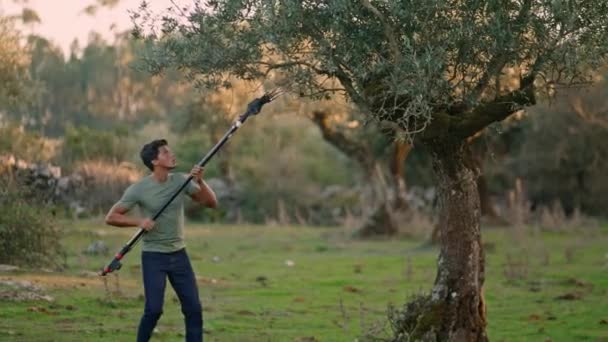 Serious Man Harvesting Olives Manual Rake Closeup Tired Farmer Working — Αρχείο Βίντεο
