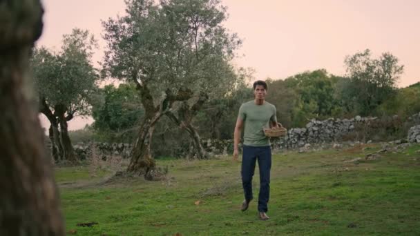 Serious Farmer Carrying Basket Evening Garden Tanned Worker Picking Olives — Vídeo de Stock