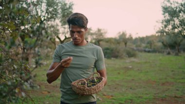 Akşam kırsalda zeytin kokusu alan olumlu bir adam. Yazın gün batımında tarım işçisi hasadı. Sakin bahçıvan kırsal alanda sepet taşıyan güneş ışığı taşıyor. Petrol üretim konsepti 