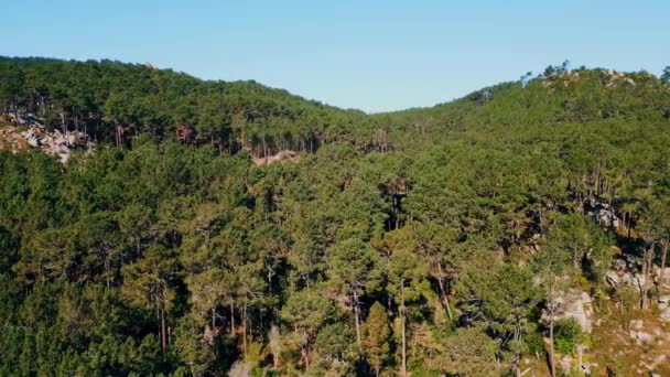 澄んだ青い空の下で緑の森の丘の上のシネマティックな空中ビュー 石の斜面に成長常緑樹の美しい風景 ドローンは夏の日に険しい山で緑豊かな針葉樹林を撮影しました — ストック動画