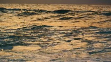 Kuşlar sabahın erken saatlerinde okyanus yüzeyinde uçuyorlar. Derin ve güçlü deniz dalgaları fırtınadan önce dalgalanır. Süper yavaş çekimde güzel sörf fıçıları kabaran deniz kıyısında. İnanılmaz sonsuz deniz manzarası.