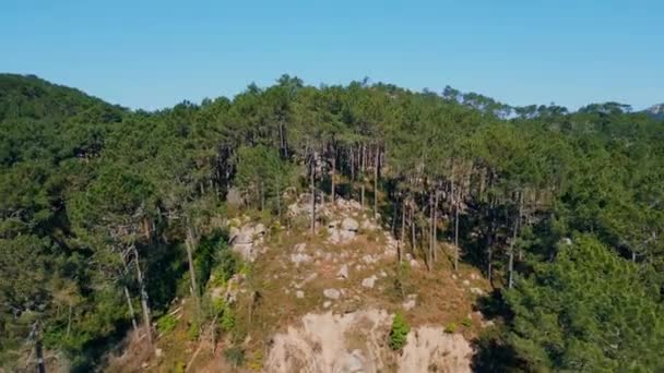 高い常緑樹の山の丘の空中ビューに成長 澄んだ青空の下で石の斜面を覆う濃い緑の松 野生の植生と素晴らしい夏の風景の森の斜面 旅行のコンセプト — ストック動画