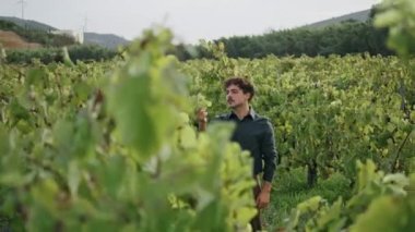 Odaklanmış şarap üreticisi üzüm tarlasında dikilip asmayı inceliyor. Profesyonel üzüm bağı çiftçisi sarı yapraklı asma çalılara dokunuyor. Genç tarımcı hasat üzüm bağlarını inceliyor..