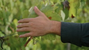Asma sarısı yapraklara dokunan bir adam üzüm tarlasına yaklaşıyor. Bilinmeyen sirke yetiştiricisi, güneşli bir sonbahar gününde sarmaşığı inceliyor. Tanımlanamayan üzüm bağı işçisi, ekili çalıları kontrol ediyor..