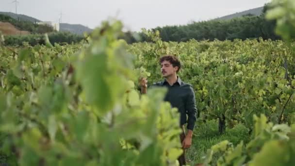 Focused Man Winegrower Examining Vine Standing Grape Plantation Alone Professional — Stock Video