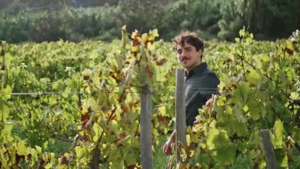 Happy Young Vineyard Worker Walking Grape Plantation Alone Beautiful Sunny — Stock Video
