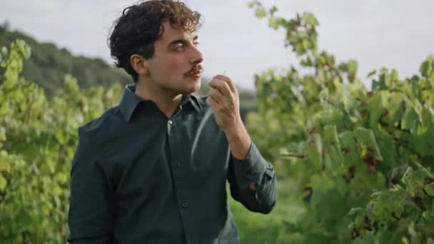 Young Mustached Winegrower Eating Ripe Grapes Standing Plantation Sunny Day — Stock Video