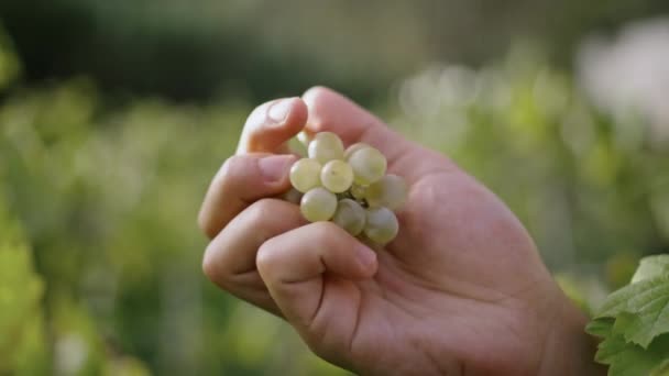 Winegrower Hand Holding Yellow Grapes Checking Harvest Quality Sunny Day — Stock Video