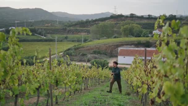 Pracovník Výsadbě Hroznů Kontroluje Pěstování Révy Procházející Vinicemi Žlutých Řadách — Stock video