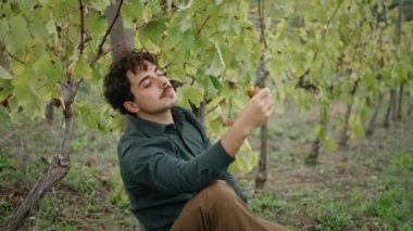 Genç İtalyan adam üzüm bağının altında oturmuş sarı üzüm kümesi yiyor. Çekici çiftlik işçisi iş gününden sonra dinleniyor sarı lezzetli meyveleri tadıyor. Renklendirme kavramı.