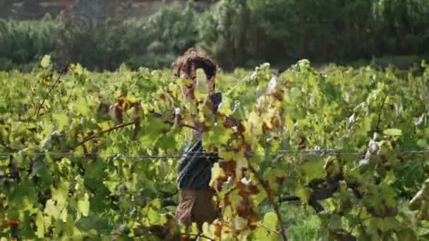 Junger Entspannter Mann Der Sonnigen Tagen Weinberge Kontrolliert Attraktiver Italienischer — Stockvideo