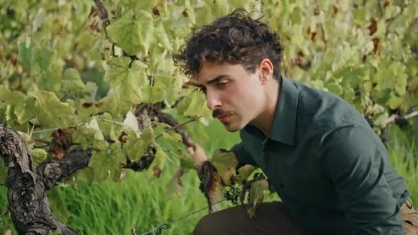 Jongeman Landbouwer Controleren Wijnstok Bush Groei Druivenplantage Close Aantrekkelijke Zelfverzekerde — Stockvideo
