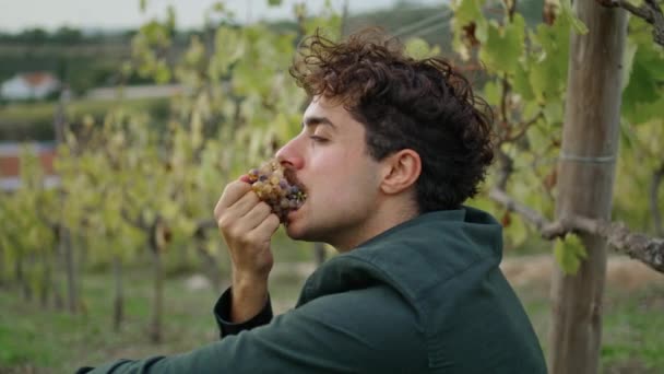 Zrelaksowany Młody Rolnik Jedzący Winogrona Siedzące Plantacji Pod Krzakiem Winorośli — Wideo stockowe