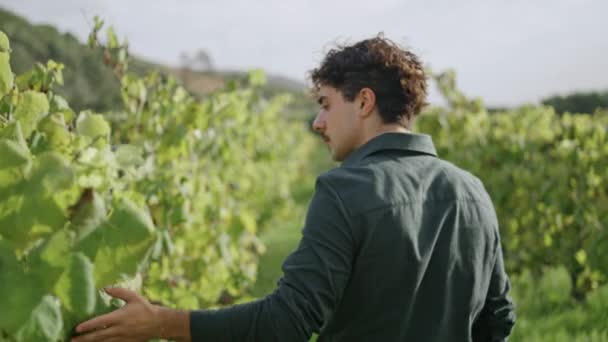 Jonge Landbouwer Wandelen Wijngaard Aanraken Gele Wijnstok Bladeren Achteraanzicht Van — Stockvideo