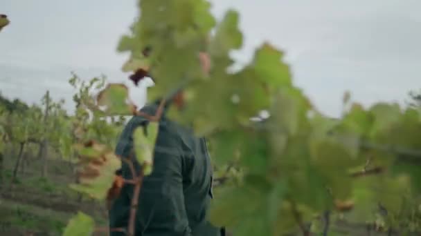 Sérieux Jeune Agriculteur Marchant Regardant Vignoble Croissant Jour Automne Venteux — Video