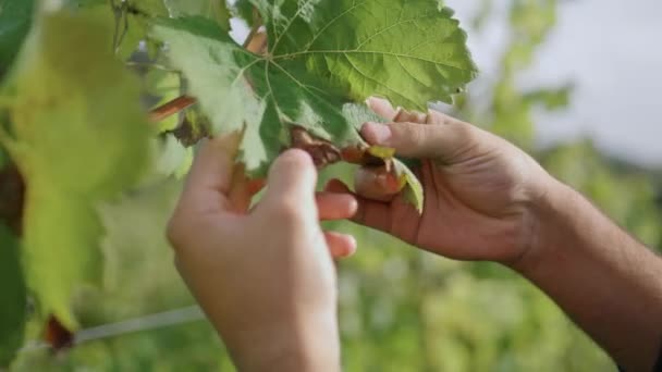 Wijnboer Hand Aanraken Geel Droog Druivenblad Controleren Wijnstok Struik Groeien — Stockvideo
