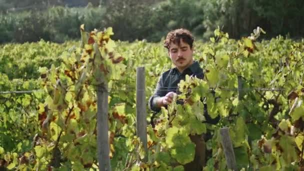 イタリアのワイン醸造者は 日当たりの良いブドウ畑だけでブドウ畑をチェックしています 収穫後に黄色いブドウの葉に触れる深刻な男農業者 若いです巻き男Vintner検査つる茂み行 — ストック動画