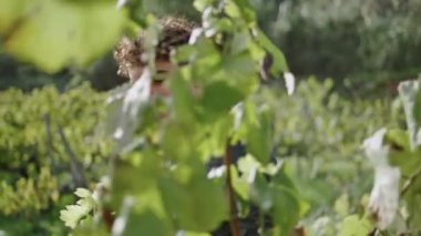 Genç, profesyonel şarap üreticisi üzüm asması görünümlü, asma çalıların arasında yürüyor. Çekici İtalyan üzüm bağı işçisi tek başına tarlada üzüm bağı kalitesini kontrol ediyor. Şaraphane konsepti