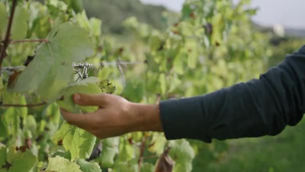 无法辨认的农民拿着葡萄灌木走在种植园近旁 柳条手触摸黄色的葡萄藤叶 一个不知名的人在收获之前检查葡萄园 酿酒概念 — 图库视频影像