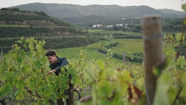 Üzüm Bağında Çalışan Genç Bir Şarap Uzmanı Hasat Etmeden Önce — Stok video
