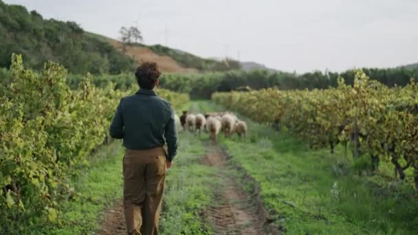 Молодой Итальянский Фермер Гуляющий Виноградной Плантации Следует Стадом Овец Бегущих — стоковое видео
