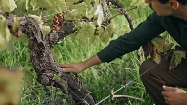 Joven Viticultor Inspeccionando Arbusto Uva Tocando Vid Después Cosechar Otoño — Vídeo de stock