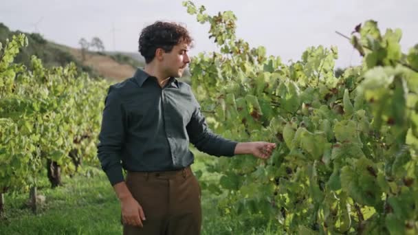 Włoski Rolnik Degustacja Dojrzałe Żółte Winogrona Stojące Pięknej Plantacji Sam — Wideo stockowe