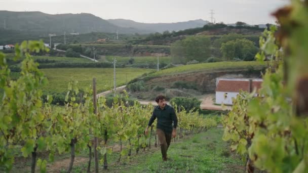 Jonge Wijnbouwer Loopt Rijen Wijnstokken Struiken Controleren Druiven Voor Het — Stockvideo