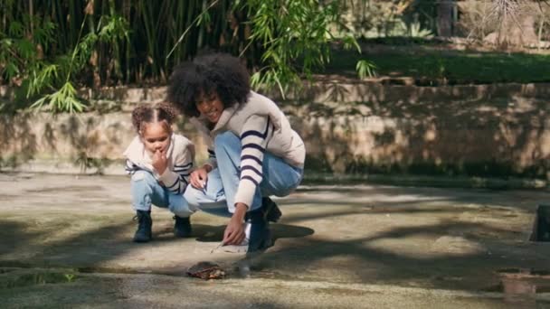 Африканская Американка Смотрит Маленькую Черепашку Милой Маленькой Дочерью Красивом Парке — стоковое видео